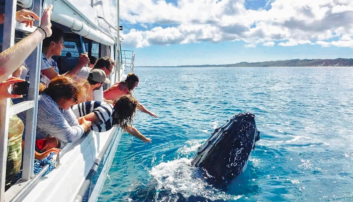 Tourists on a boat watching a whale near Fraser Island, K'gari.