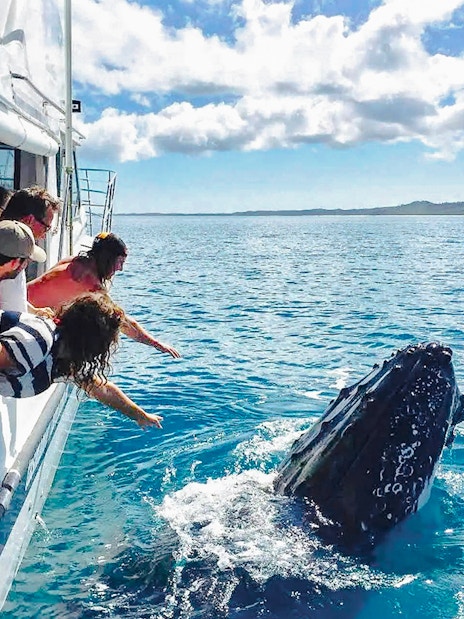 Tourists on a boat watching a whale near Fraser Island, K'gari.