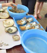 Pearl Farm Exhibition Centre & Museum