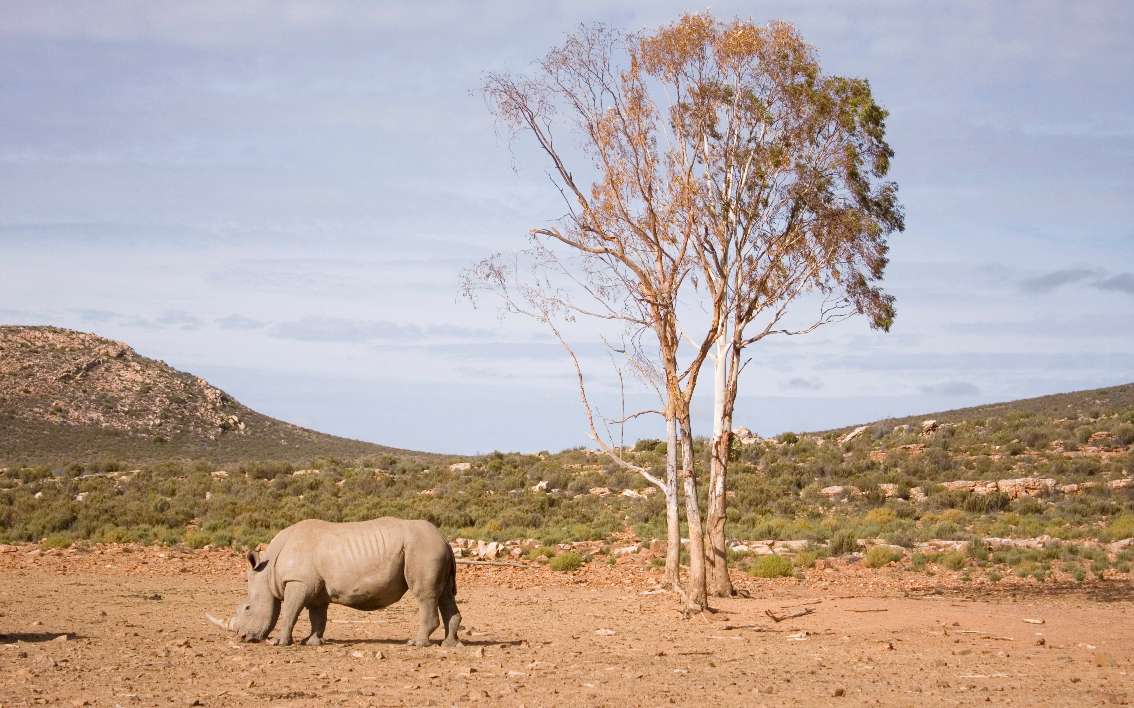 White rhino grazing near a tree on the plains of Aquila, South Africa.
