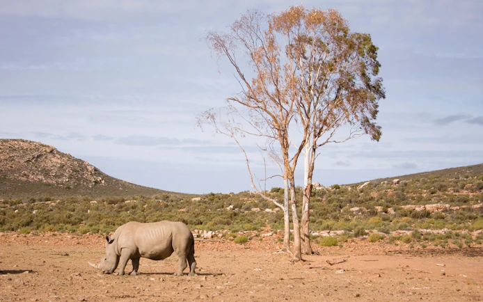 White rhino grazing near a tree on the plains of Aquila, South Africa.