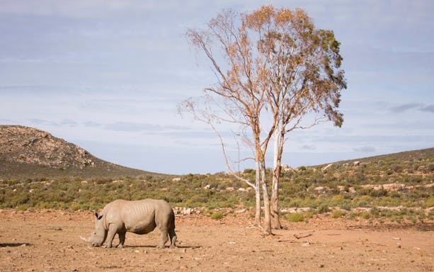 White rhino grazing near a tree on the plains of Aquila, South Africa.