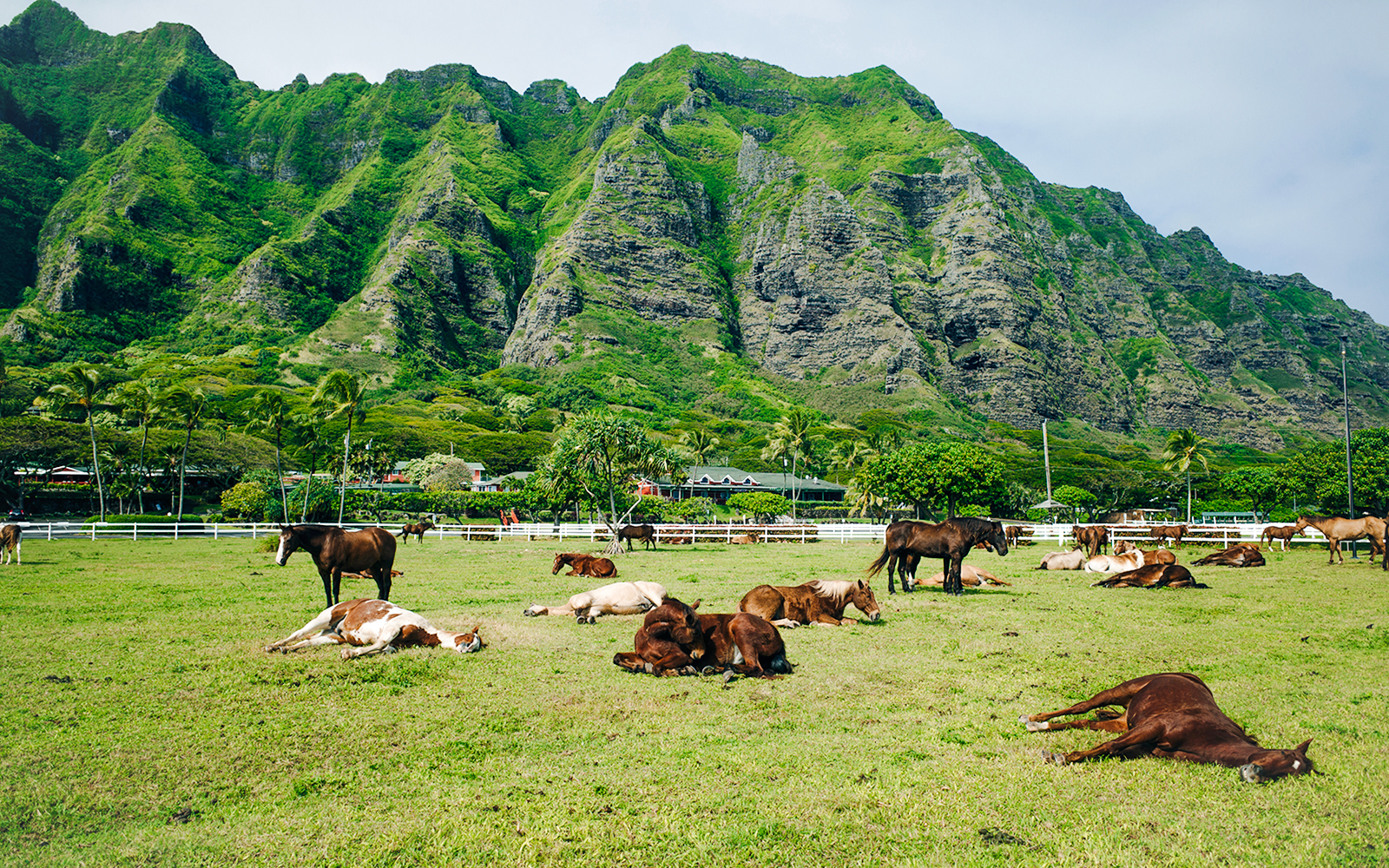 Horses grazing and resting at Kualoa Ranch with lush mountains in Hawaii.