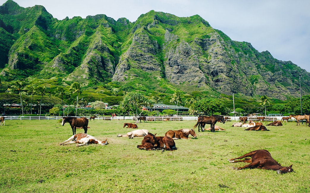 Horses grazing and resting at Kualoa Ranch with lush mountains in Hawaii.