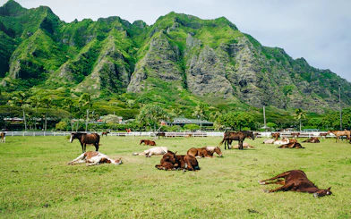 Horses grazing and resting at Kualoa Ranch with lush mountains in Hawaii.