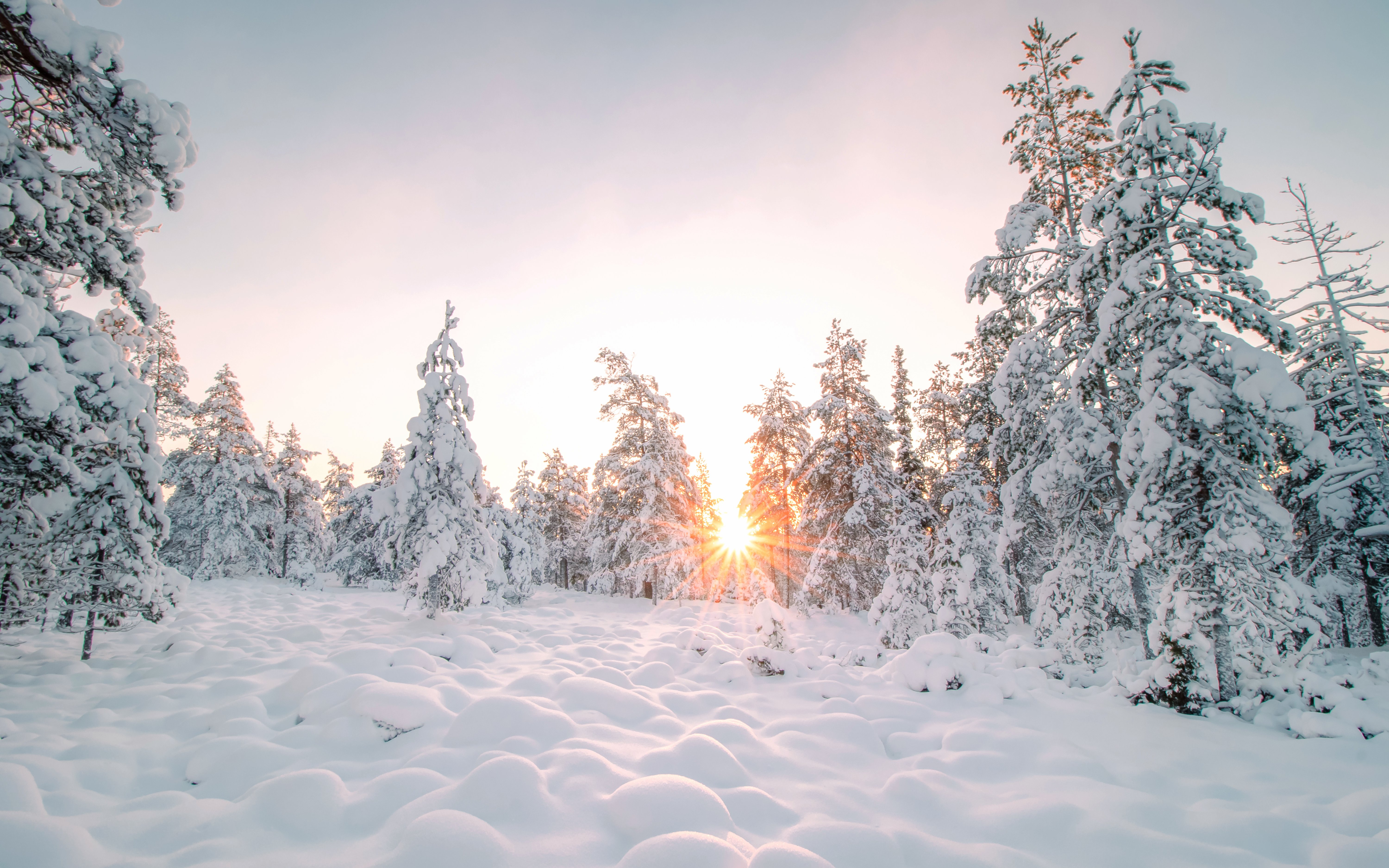 Snow-covered forest landscape at sunrise in Rovaniemi.