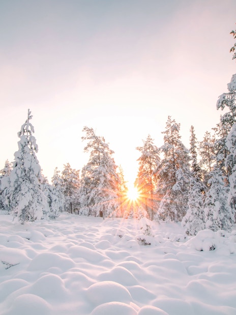 Snow-covered forest landscape at sunrise in Rovaniemi.