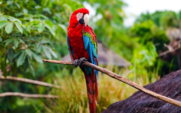Red macaw perched on a branch in a lush tropical setting.