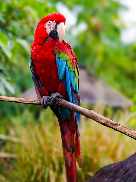 Red macaw perched on a branch in a lush tropical setting.