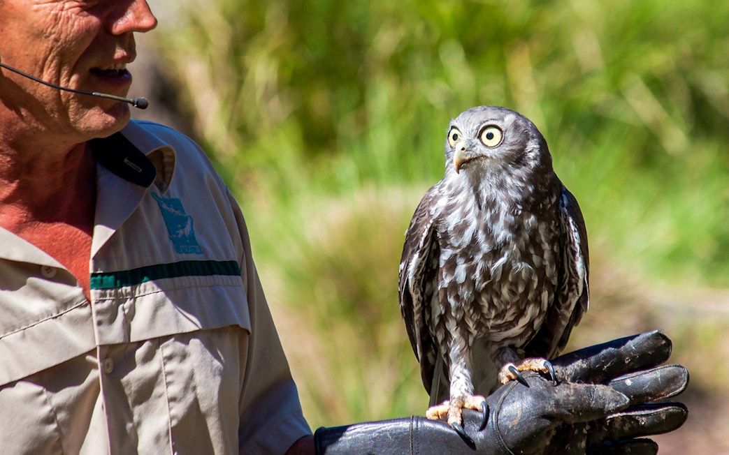 Guide holding an owl during Healesville Sanctuary tour, Australia.