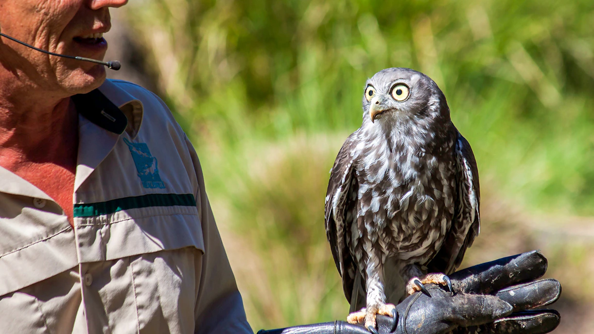 Guide holding an owl during Healesville Sanctuary tour, Australia.
