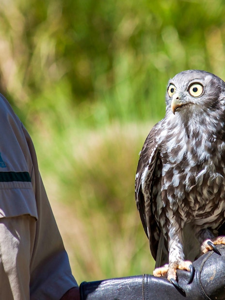 Guide holding an owl during Healesville Sanctuary tour, Australia.