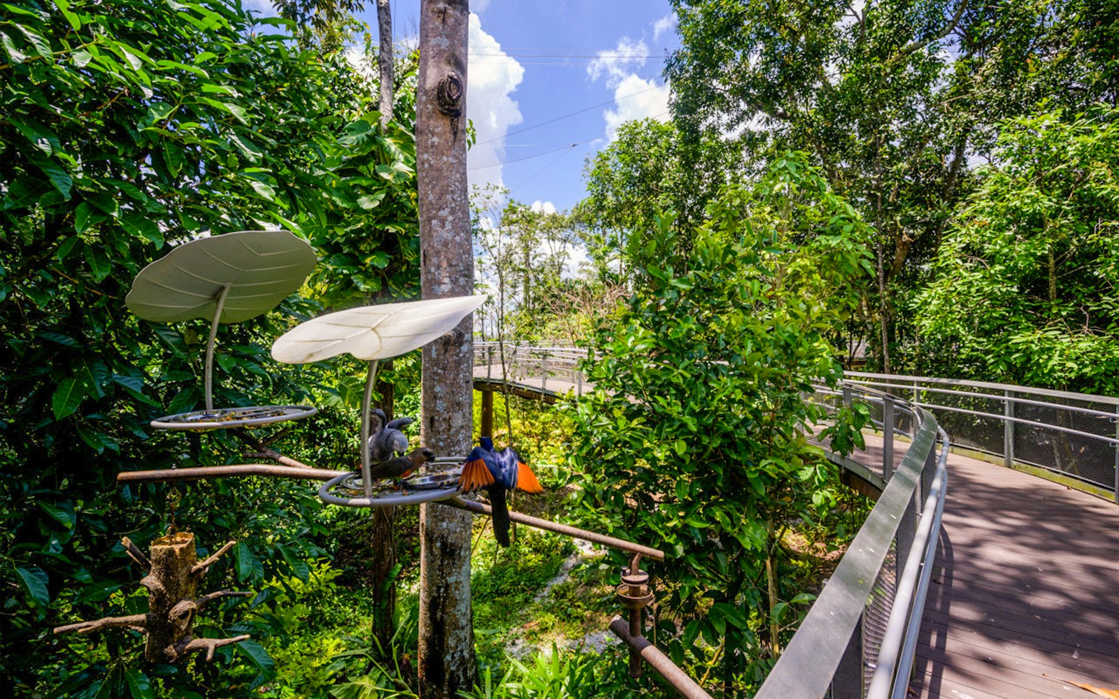 Birds at a feeding station at Bird Paradise, Singapore
