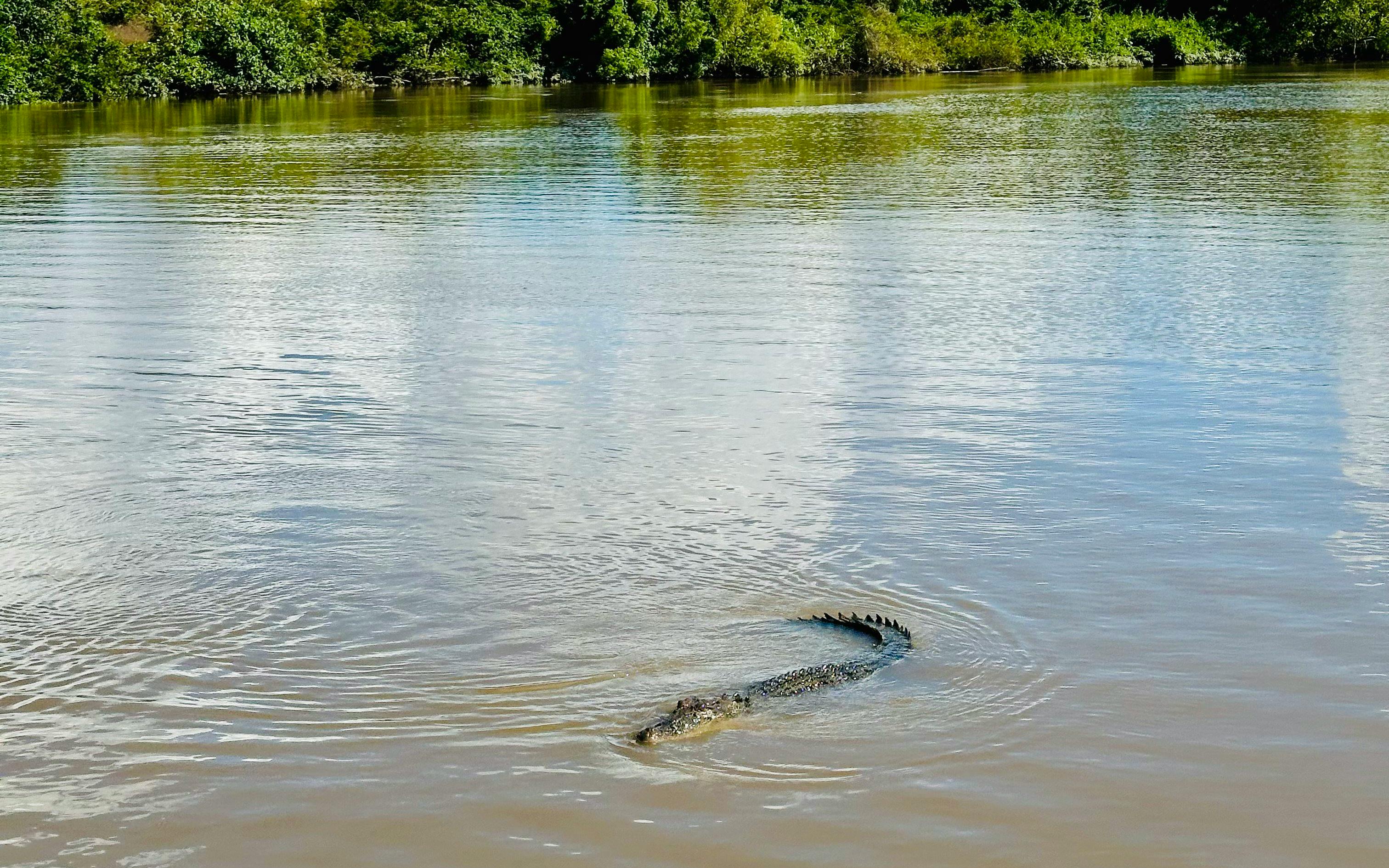 Crocodile swimming in Adelaide River during Jumping Crocodile Cruise.
