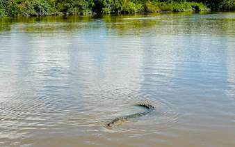 Crocodile swimming in Adelaide River during Jumping Crocodile Cruise.
