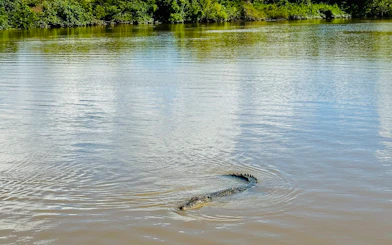 Crocodile swimming in Adelaide River during Jumping Crocodile Cruise.