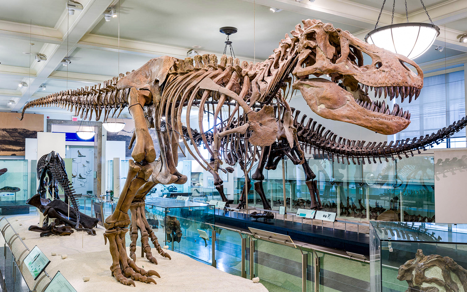 T. Rex skeleton display at the American Museum of Natural History.