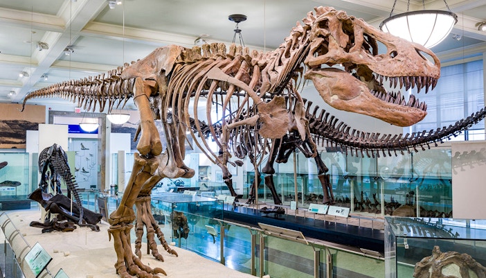T. Rex skeleton display at the American Museum of Natural History.
