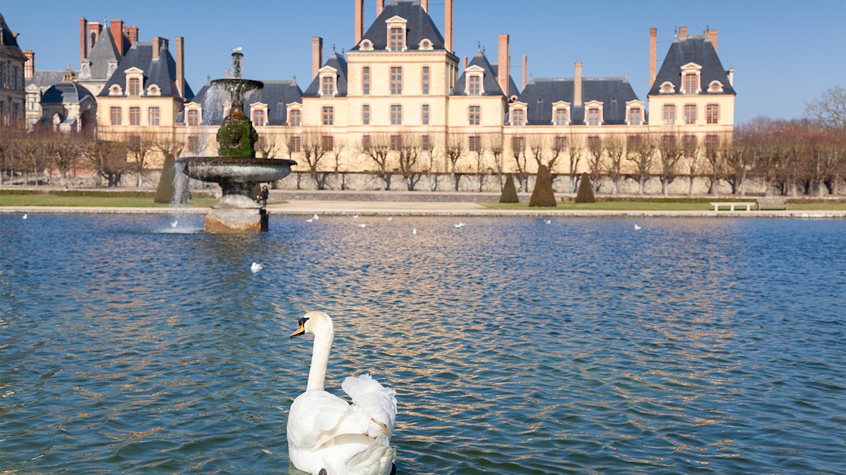 Swan swimming in front of Château de Fontainebleau with a fountain in the background.