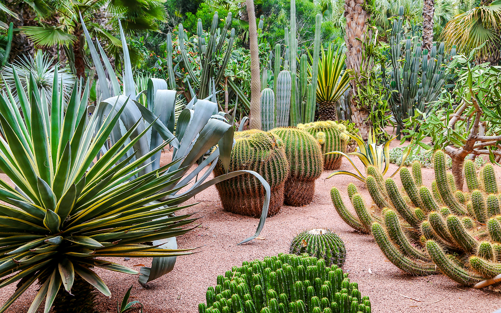 Cacti and succulents in Jardin Majorelle, Marrakech.