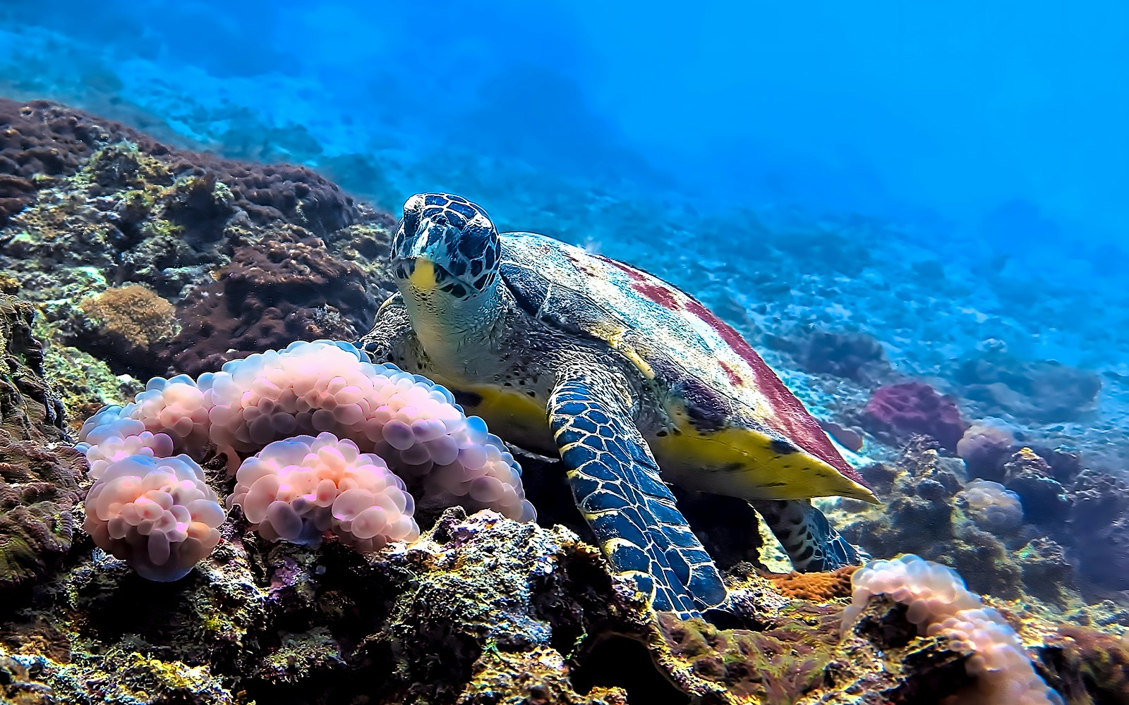 Turtle swimming over coral reef at Phi Phi Islands, Thailand