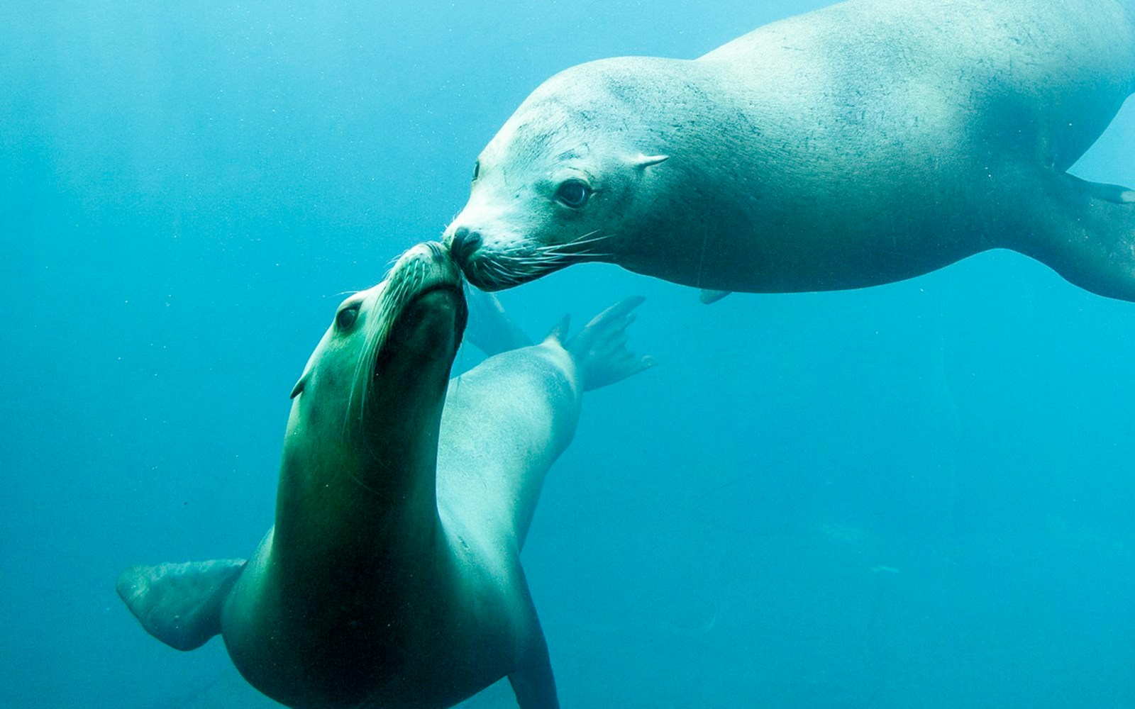 Seals swimming underwater at Nausicaá Aquarium, France.