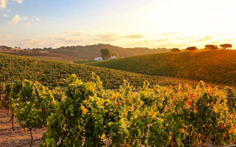 Buzau county vineyards with rolling hills and distant farmhouse at sunset.