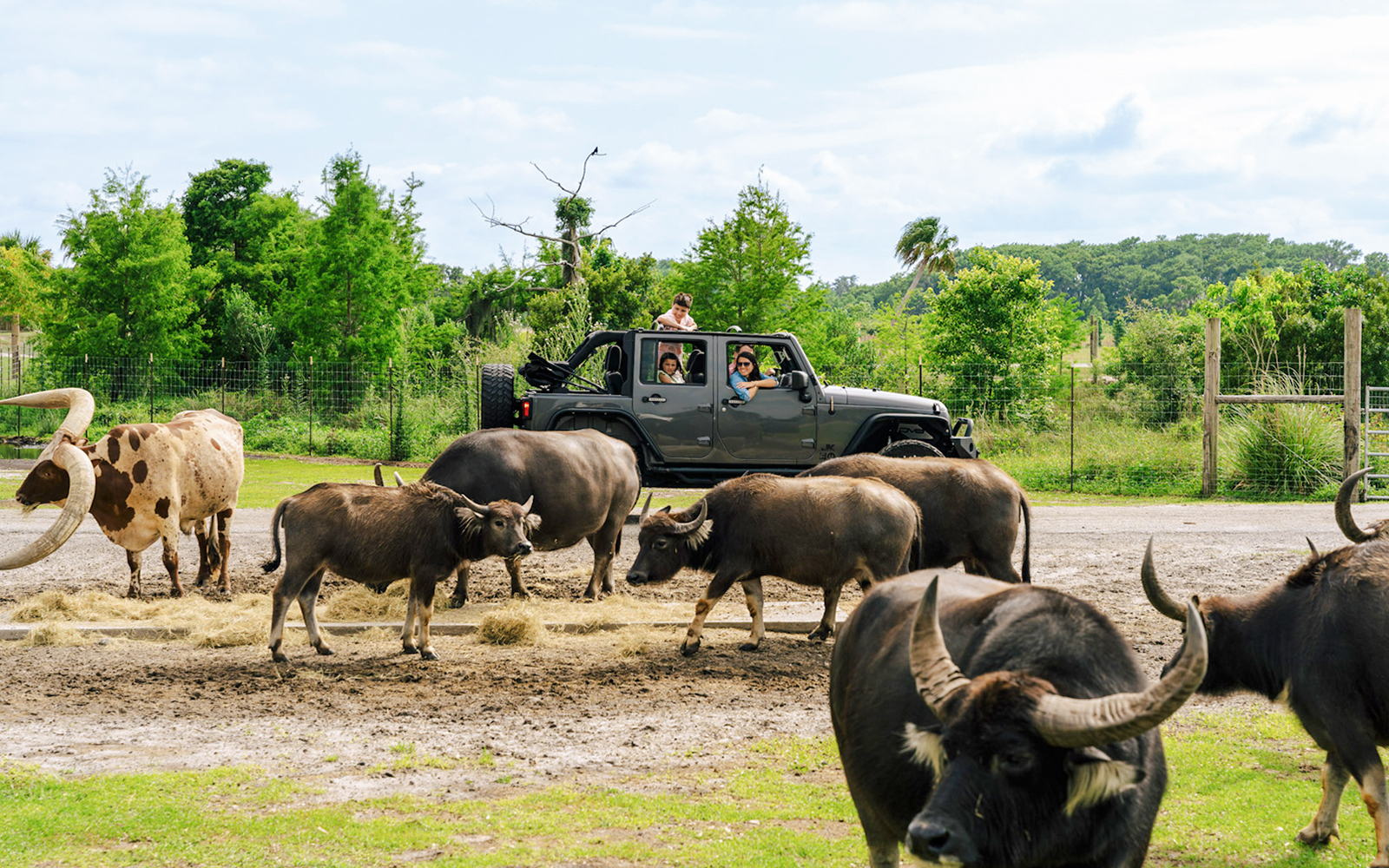 Guests in a jeep observing buffalo during Everglades Airboat Tour with Wildlife Park Ticket.