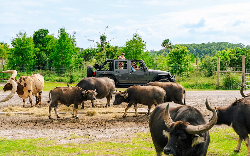 Guests in a jeep observing buffalo during Everglades Airboat Tour with Wildlife Park Ticket.