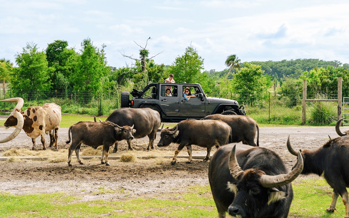 Guests in a jeep observing buffalo during Everglades Airboat Tour with Wildlife Park Ticket.