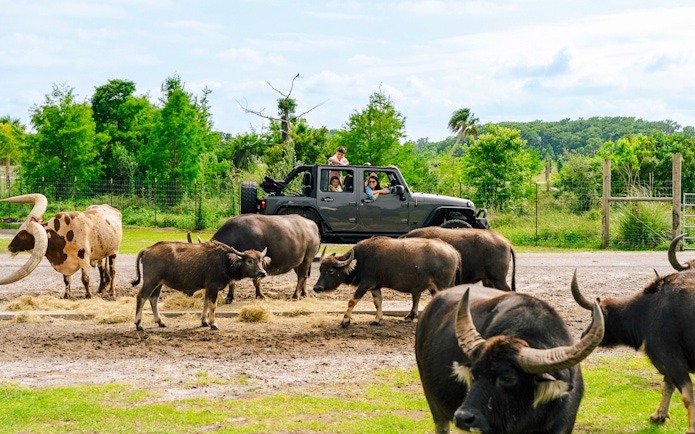 Guests in a jeep observing buffalo during Everglades Airboat Tour with Wildlife Park Ticket.