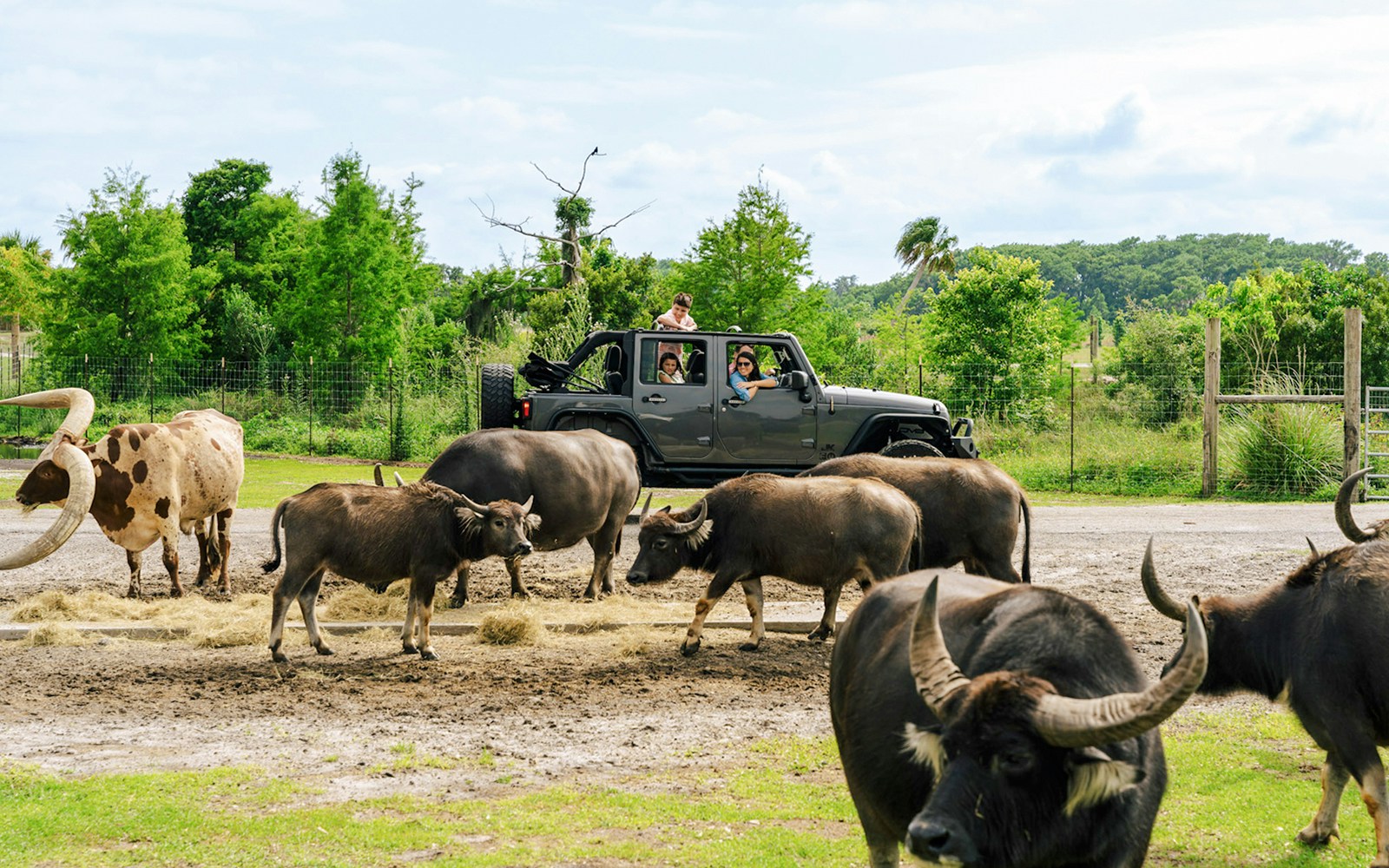 Guests in a jeep observing buffalo during Everglades Airboat Tour with Wildlife Park Ticket.