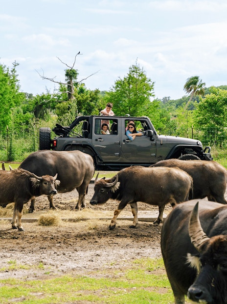 Guests in a jeep observing buffalo during Everglades Airboat Tour with Wildlife Park Ticket.