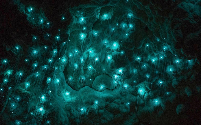 Glowworms illuminating the Waitomo Caves in New Zealand.