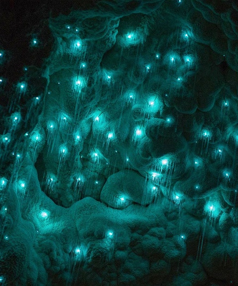 Glowworms illuminating the Waitomo Caves in New Zealand.
