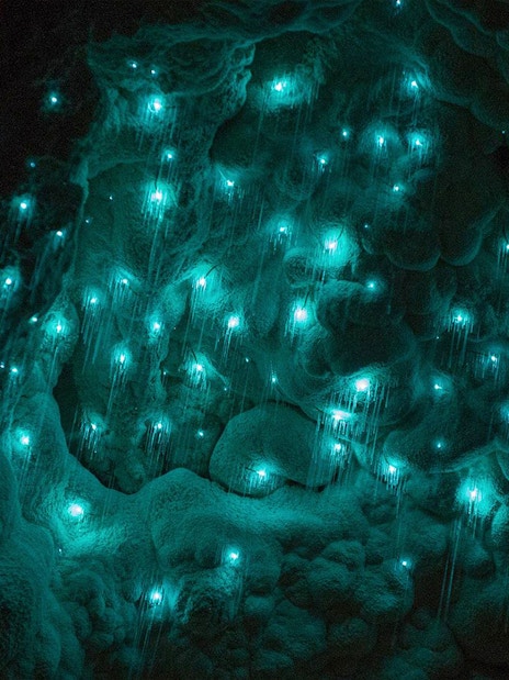 Glowworms illuminating the Waitomo Caves in New Zealand.