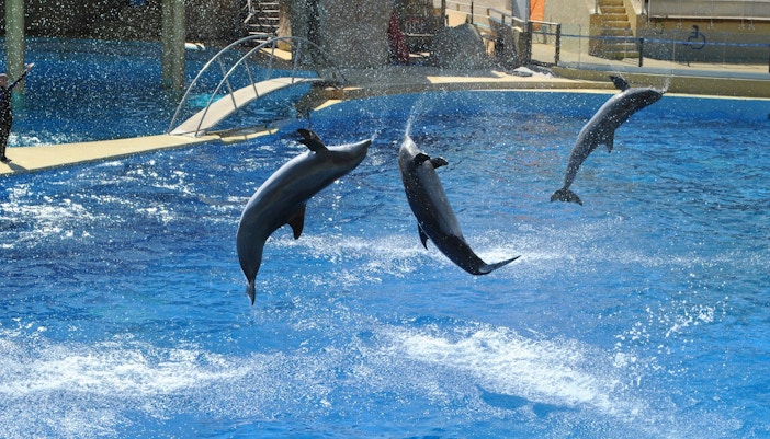 Highlights of Constanta Dolphinarium