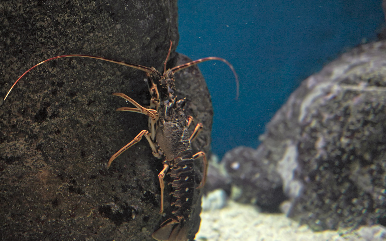Reef crustaceans