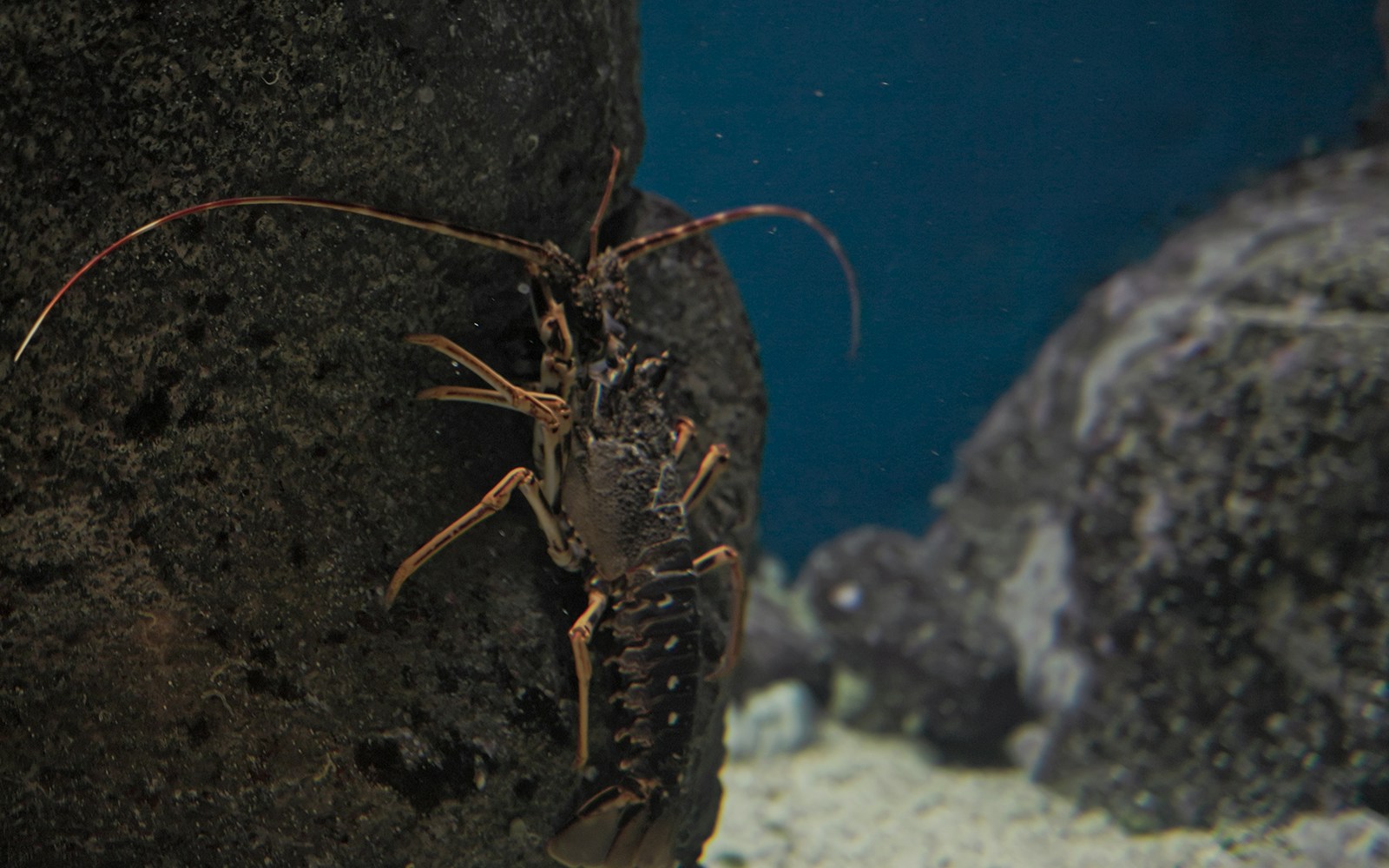 Reef crustaceans