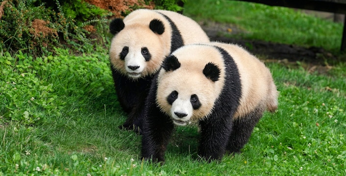 Two pandas walking on grass at Beauval Zoo, Loire Valley.