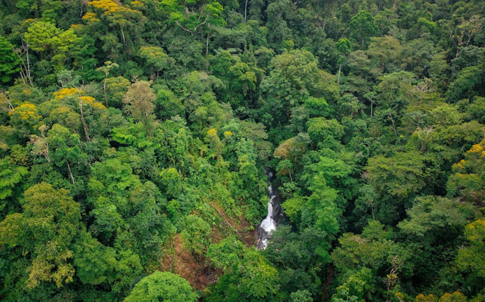 Horseback riding trail through lush jungle near Manuel Antonio with a hidden waterfall.