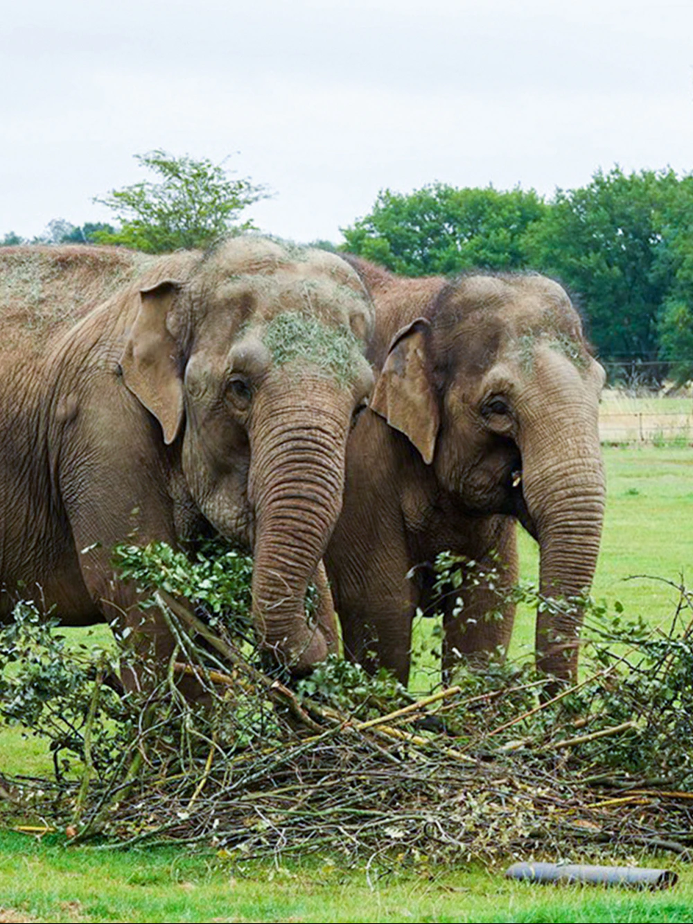 Elephants interacting with branches 