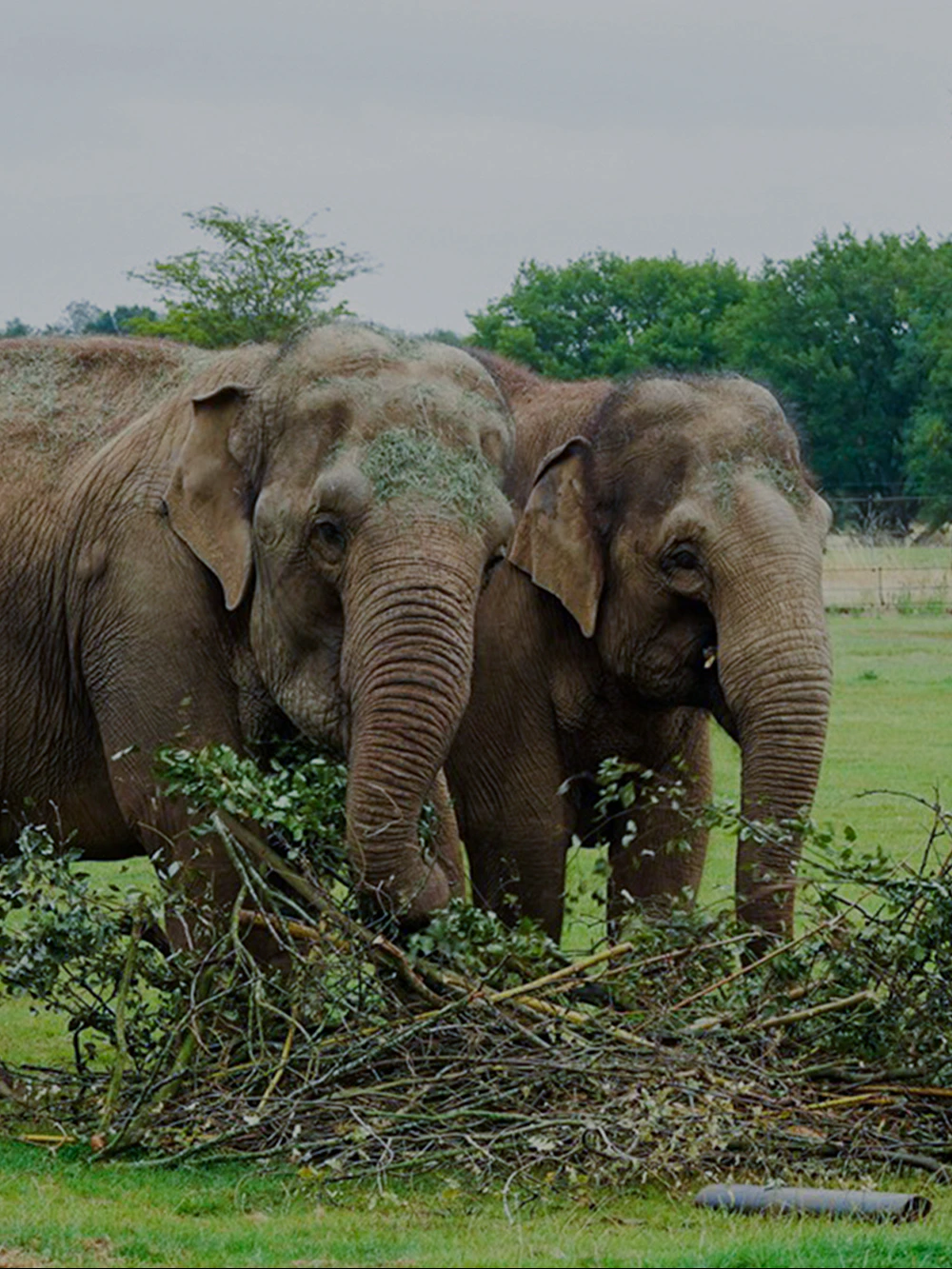 Elephants interacting with branches