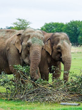 Elephants interacting with branches at Whipsnade Zoo.