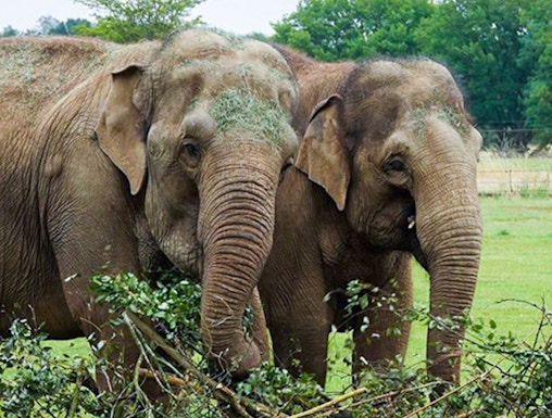 Elephants interacting with branches at Whipsnade Zoo.