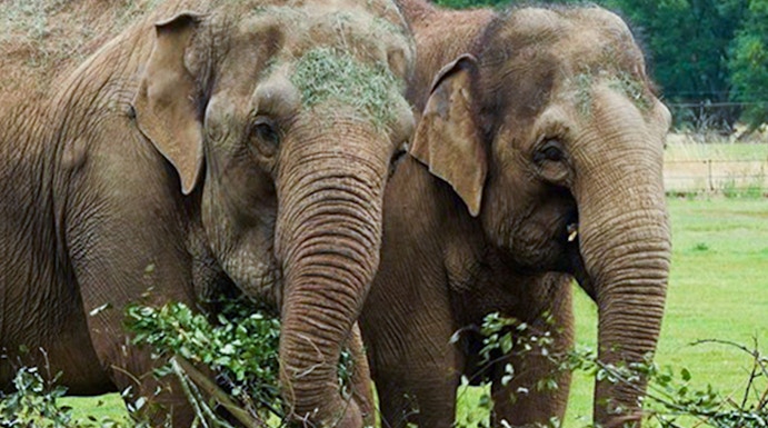 Elephants interacting with branches at Whipsnade Zoo.
