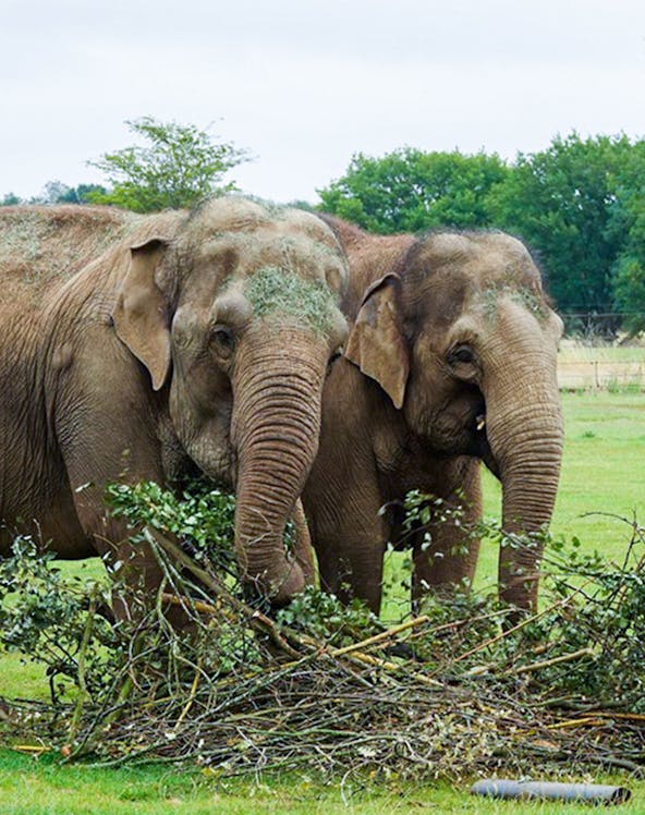 Elephants interacting with branches at Whipsnade Zoo.