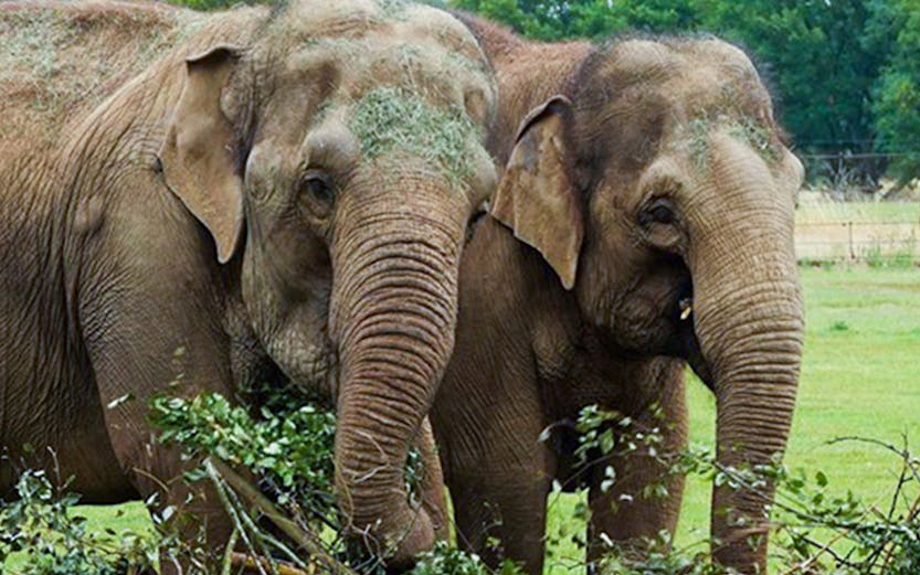 Elephants interacting with branches at Whipsnade Zoo.