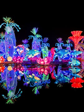 Dubai Garden Glow