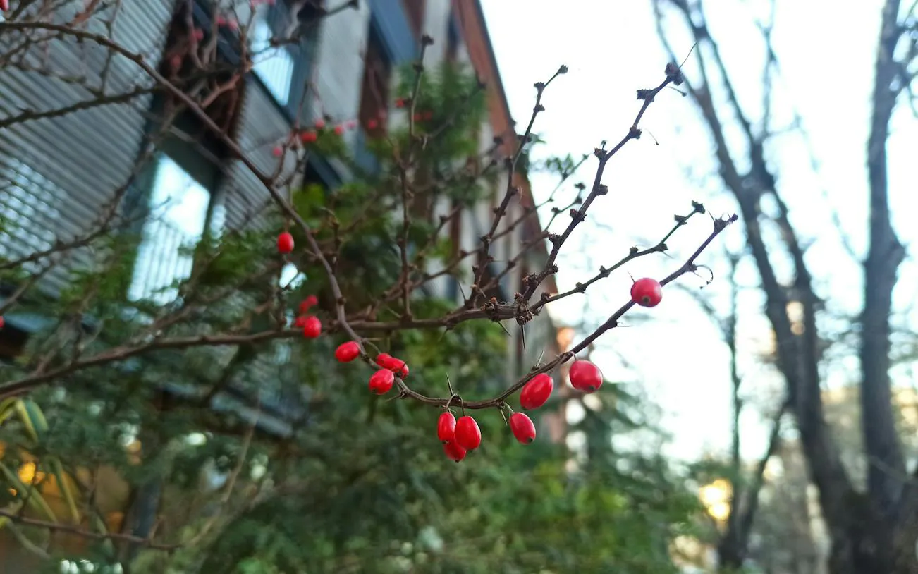 Red berries on a branch in Floreasca, Bucharest, part of a self-guided city exploration game.